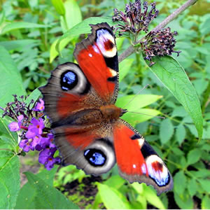 schmetterling